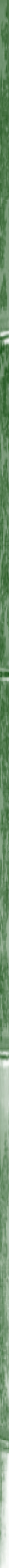Taikiken green bamboo side stripe